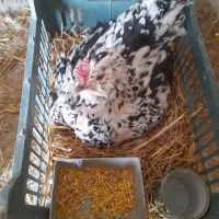 تخم مرغ نطفه دار گلین|حیوانات مزرعه|شهرضا, |دیوار