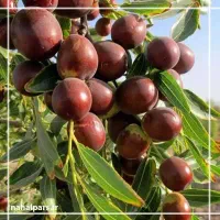 نهالستان  ، درخت کم آب ، نهال گلخانه در مشهد|خدمات باغبانی و درختکاری|مشهد, خواجه ربیع|دیوار