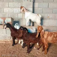 بزغاله های پای پروار