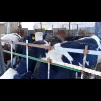 ۱۱ راس تلیسه سوپر چاق سمینتال