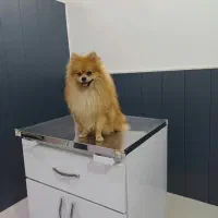 توله سگ پامر ییگنیز عروسک توله|سگ|گنبد کاووس, |دیوار