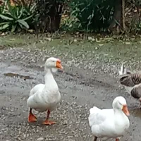 قو غاز لیندا بالغ جفت2300000