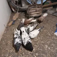 کفتر|پرنده|مشهد, چاهشک|دیوار