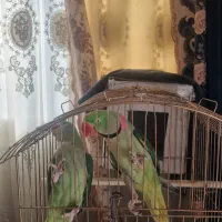شاه طوطی|پرنده|نسیم‌شهر, |دیوار