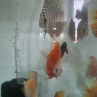 ماهی دیسکس|ماهی|اندیشه, شهرک مریم|دیوار