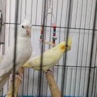 پنج تا عروس هلندی آلبینو و لوتینو