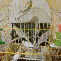 عروس هلندی ۳ الی ۴ ماهه