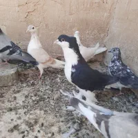 کبوتر ی جایی|پرنده|قم, ناصردیوان|دیوار