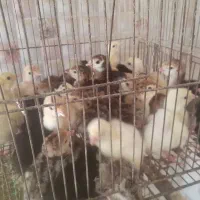 فروش جوجه بوقلمون