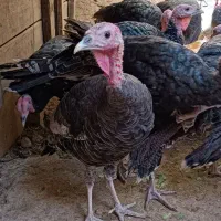 بوقلمون برنزه ۶ماهه سالم