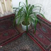 پشتی پنبه ۱۲ عدد|پشتی|سنندج, |دیوار