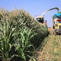 فروش ذرت علوفه