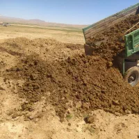 کود گاوی پوسیده