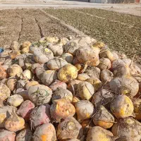 چغندر و شلغم دامی|لوازم جانبی حیوانات|اصفهان, قهجاورستان|دیوار