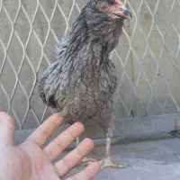 مرغ گلین طوسی|حیوانات مزرعه|اهواز, امانیه|دیوار