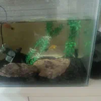 آکواریوم با چندتا ماهی و وسایل