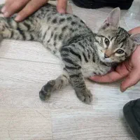 نیاز فوری به سرپرست برای دو گربه دوستداشتنی