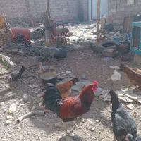 خرومحلی اصل جان بچم|حیوانات مزرعه|جیرفت, |دیوار