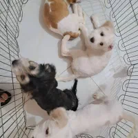 فروش سگ شیتزو تریر|سگ|بابلسر, |دیوار