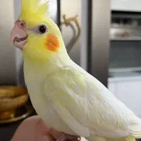 عروس هلندی بازیگوش|پرنده|سبزوار, فیاض|دیوار