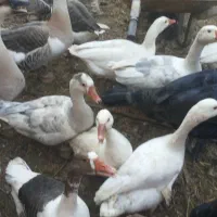 غاز و قوغاز|حیوانات مزرعه|درگز, |دیوار