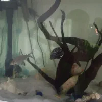 سنگ اکواریوم با کیفیت و پلمپ