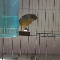 قناری فروشی