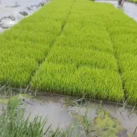 توم نشا