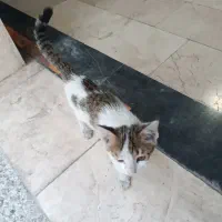 واگذاری رابگان پت