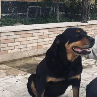 روت نر و ماده