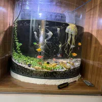 اکواریم شیشه خم شرکتی ماهی رایگان