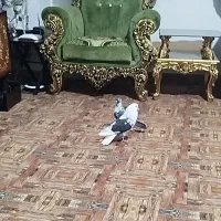 کفتر پرشی پشتار