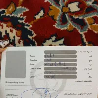 گربه|گربه|گلبهار, نوبهار|دیوار