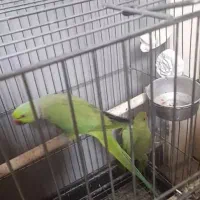 جفت ملنگو مولد  معاوضه با گرینچیک یا شاه طوطی|پرنده|ساری, |دیوار