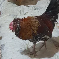 فروش خروس ومرغ