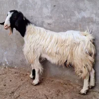 فروش یک عدد بز آبستن سه قلو زا