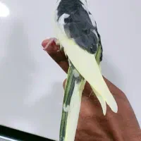 عروس هلندی ماده|پرنده|بندرعباس, |دیوار