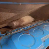 نیسان مدل 73|خودرو سواری و وانت|تهران, میدان میوه و ترهبار مرکزی|دیوار