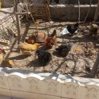 تعدادی مرغ وخروس