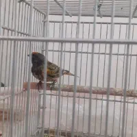 گلبسر|پرنده|ری, شهرری|دیوار