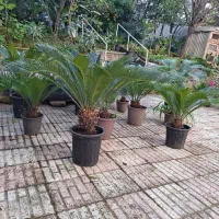 تعدادی گل سیکاس چندین  ساله برای فروش دارم