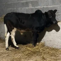 گوساله نر ورزاکوله آث