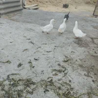 سه عدد مرغ آبی چاق