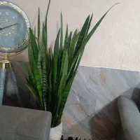 گلدان|گل و گیاه طبیعی|مشهد, موعود|دیوار
