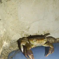 خرچنگ|خزنده|ایذه, |دیوار