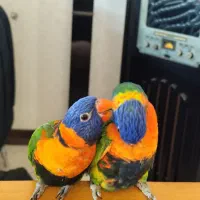 طوطی لری و طوطی راهب نر سخنگو|پرنده|شیراز, دروازه قران|دیوار