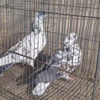 کفتر پرشی|پرنده|اصفهان, قهجاورستان|دیوار