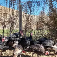 بوقلمون محلی باکیفیت و ارگانیک|حیوانات مزرعه|بجنورد, |دیوار