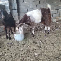 بز نژدی|حیوانات مزرعه|هندیجان, |دیوار