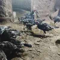 بوقلمون  نر ماده دم تخم گذاری  در روستا بزرگ شدن